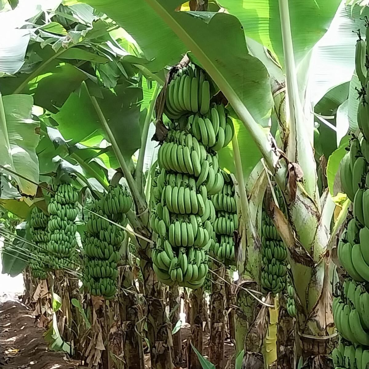 655de5cf-d7da-4a5b-94ca-1190c0e8563b