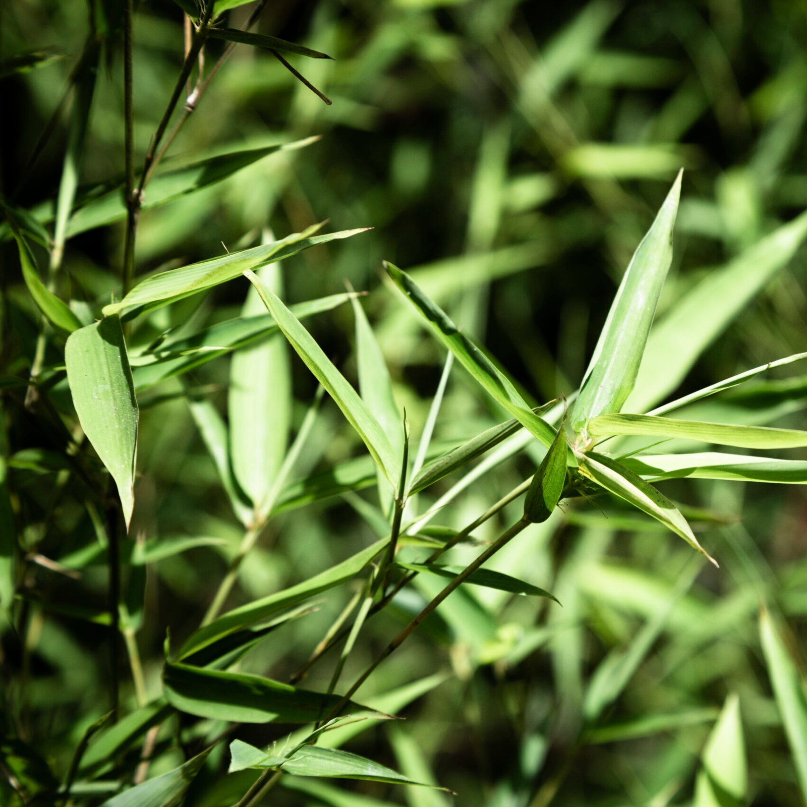 closeup-plant-with-blurred-background
